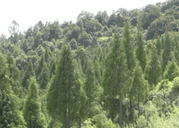 One man’s plantation helps preserve an age-old tradition